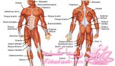 رفع گرفتگی عضلانی بعد از ورزش با شامپوگیاهی دیزان